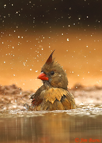 Northern Cardinal female bathing--0611