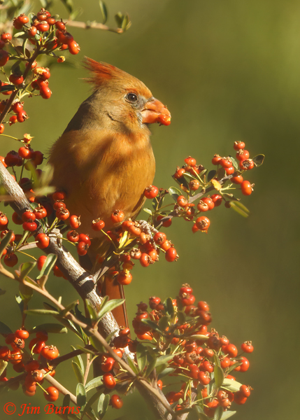 Northern Cardinal female in Pyracantha----1332