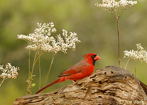 Northern Cardinal horizontal in white flowers--2613