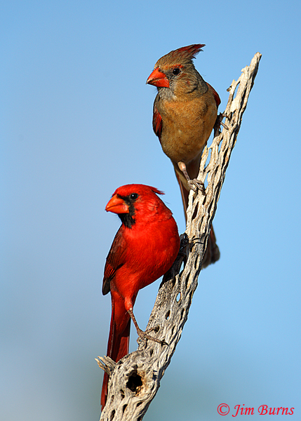 Northern Cardinal pair--6484
