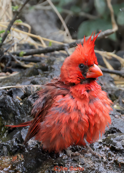 The Grotto in the Wallace Garden is a favorite place to bath for residents like this preening, fluffed out male Northern Cardinal.