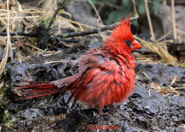Northern Cardinal male bathing in mountain spring--8537