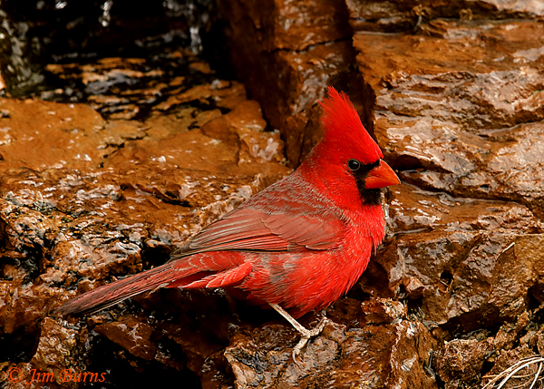 Northern Cardinal in red rocks--9313