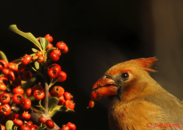 Northern Cardinal female in Pyracantha #2----1341