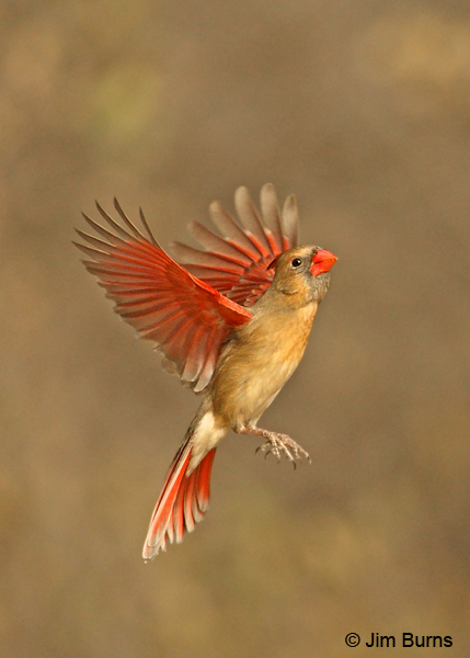 Northern Cardinal female showing red wing linings and red under tail