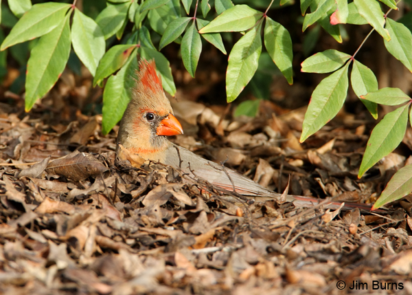 Northern Cardinal immature male foraging in leaf litter