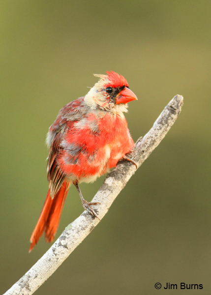 Northern Cardinal immature male