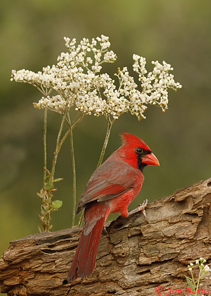 Northern Cardinal in white flowers--2599