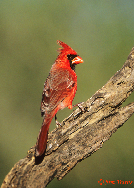 Northern Cardinal male Texas