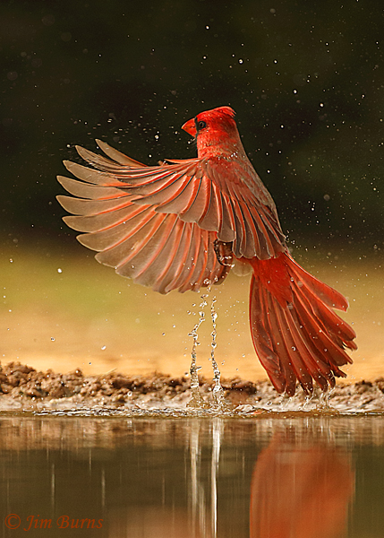 Northern Cardinal rising--0560
