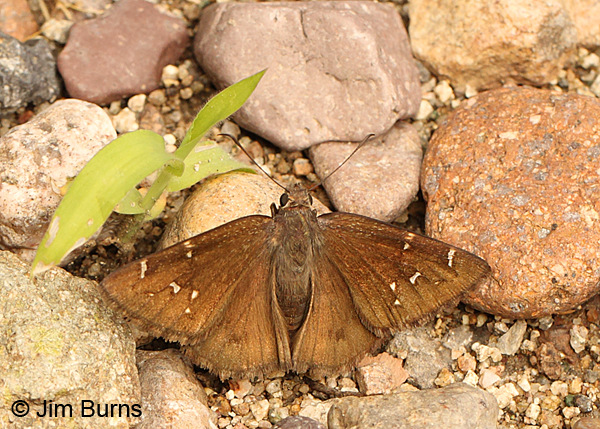 Northern Cloudywing #2, Arizona