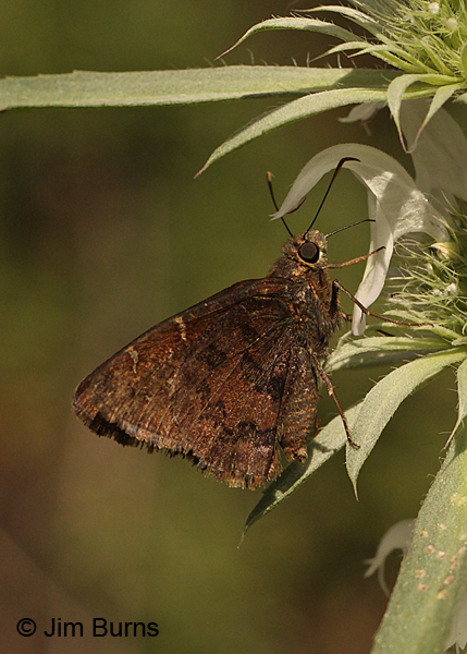 Northern Cloudywing underwing, Arizona