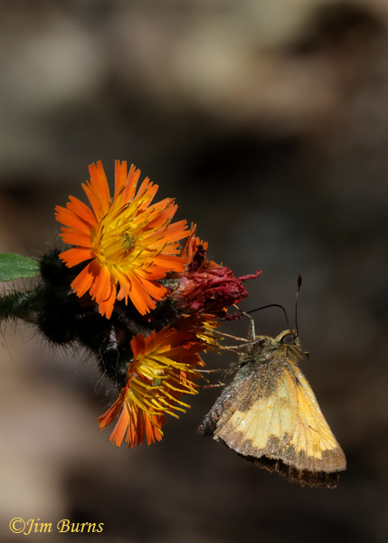 Northern Crescent on Orange Hawkweed, Michigan--6999