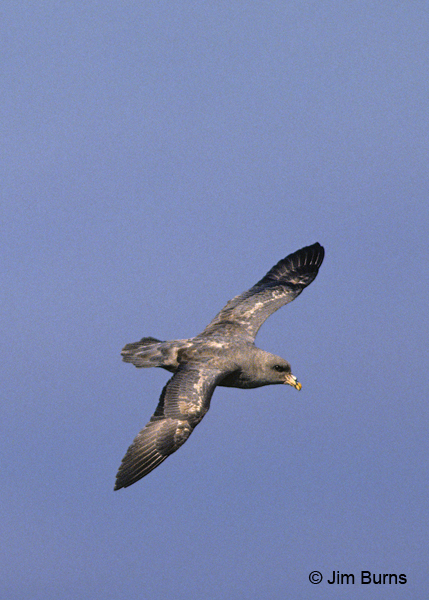 Northern Fulmar dark adult in flight