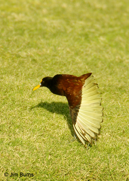 Northern Jacana wingstretch