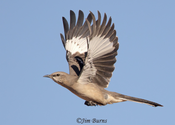 Northern Mockingbird in flight, upstroke--2211