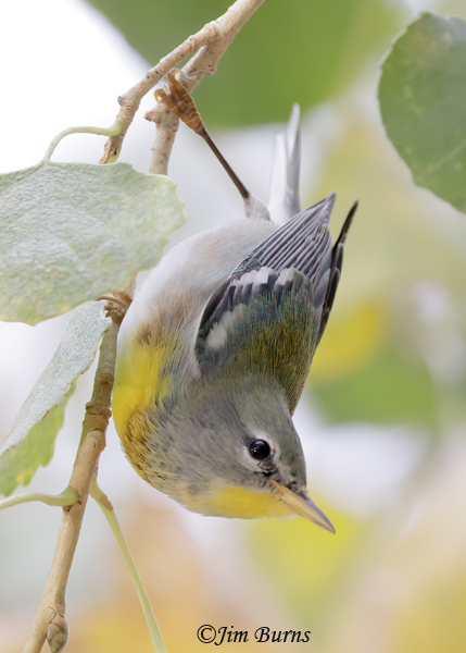 Northern Parula male foraging in Cottonwood leaves--0395