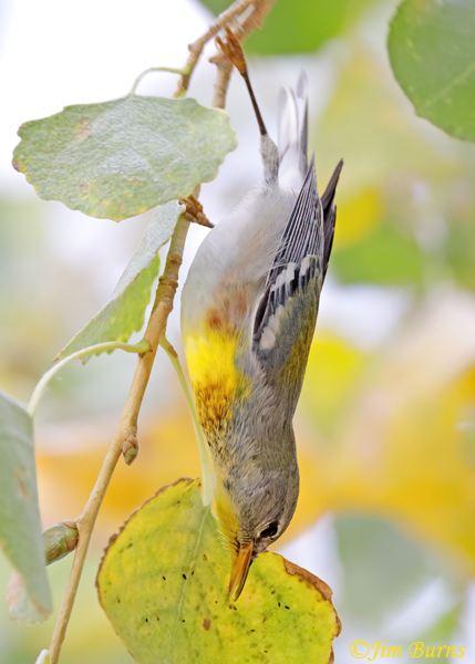 Northern Parula male gleaning insects from underneath Cottonwood leaves #2--0407