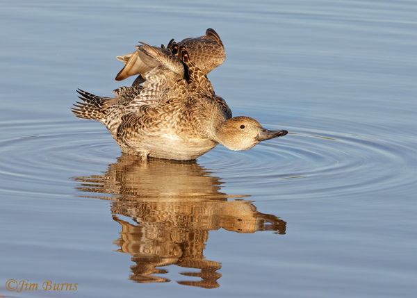 Northern Pintail female stretching--0855