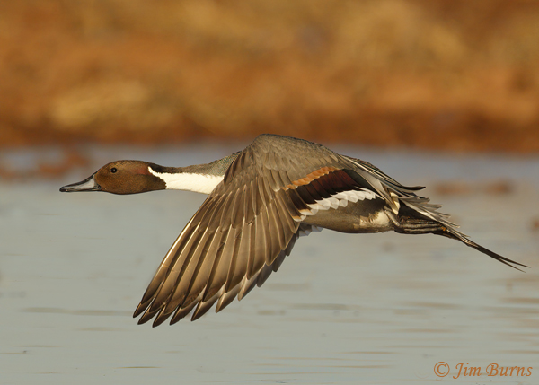 Northern Pintail male--1058