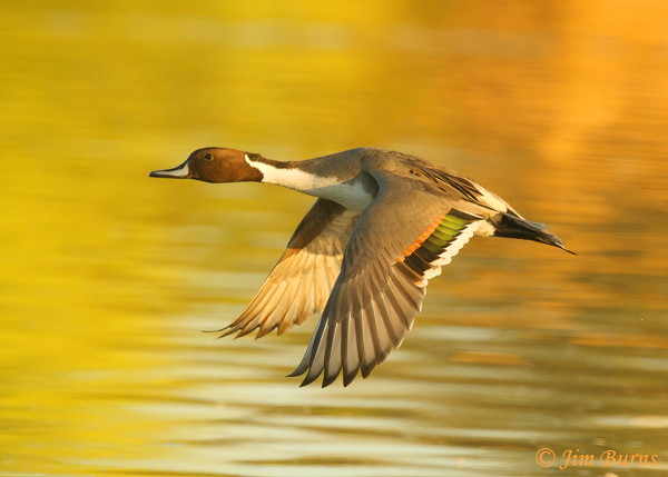 Northern Pintail male--1572