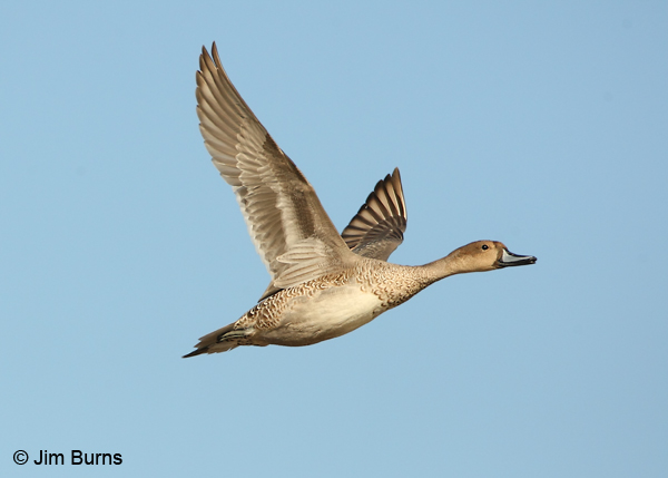 Northern Pintail male basic plumage