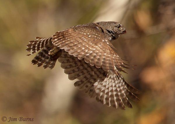 Northern Pyngmy-Owl in flight--4677