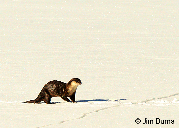 Northern River Otter, Wyoming