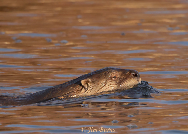 Northern River Otter, Salt River, Arizona--8129