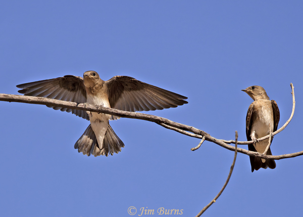 Northern Rough-winged Swallow juveniles--7050