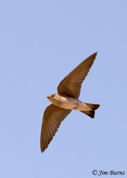 Northern Rough-winged Swallow in flight--1076