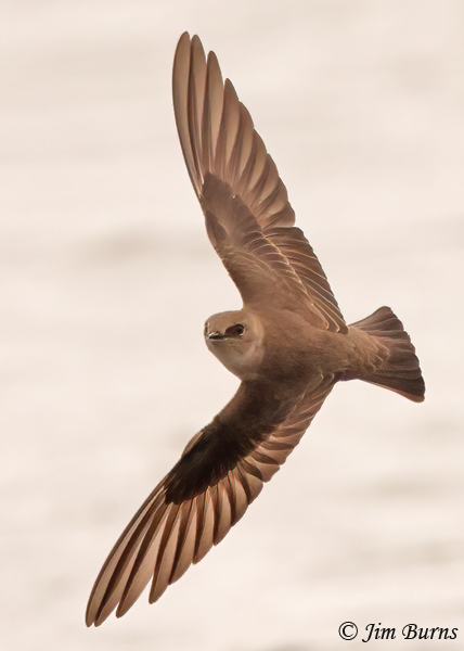 Northern Rough-winged Swallow banking in wind--2991
