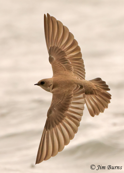 Northern Rough-winged Swallow dorsal wingspread--3989
