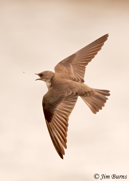Northern Rough-winged Swallow aerial capture--4122--2