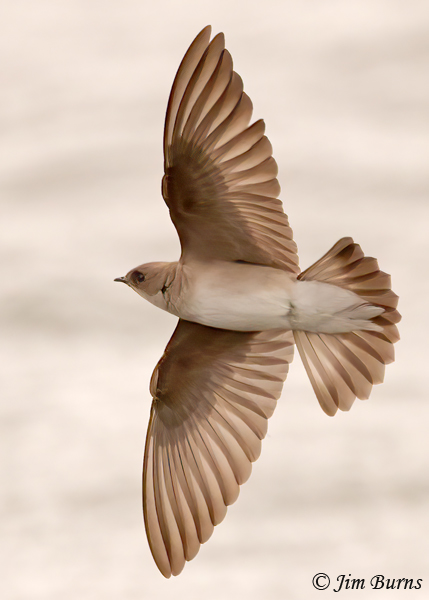 Northern Rough-winged Swallow ventral wingspread--4217
