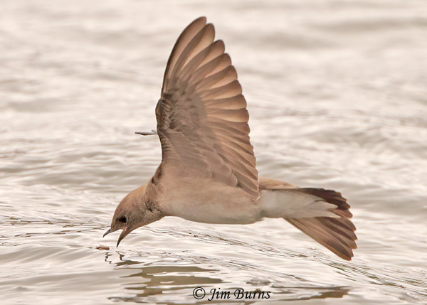 A migrating Northern Rough-winged Swallow snatches an aquatic insect from the water of Ayer Lake.