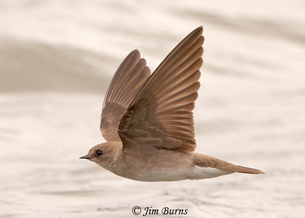 Northern Rough-winged Swallow upstroke--4796