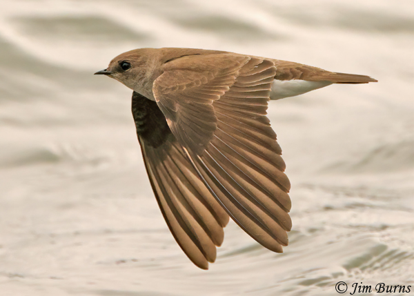 Northern Rough-winged Swallow downstroke--4797