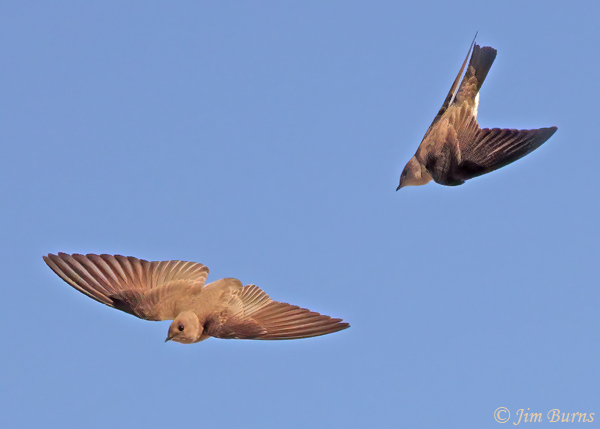 Northern Rough-winged Swallows at play--6367