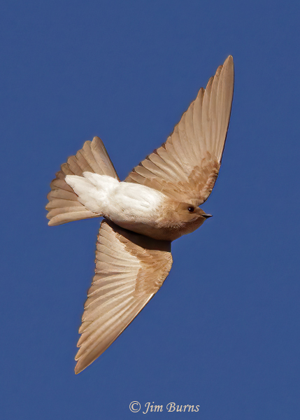 Northern Rough-winged Swallow ventral flight--6410
