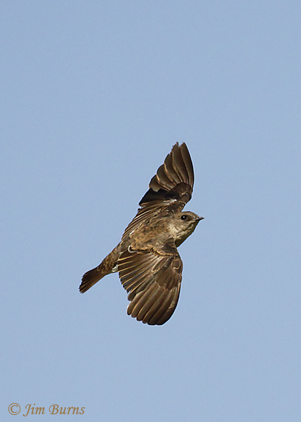 Northern Rough-winged Swallow soaring--7703