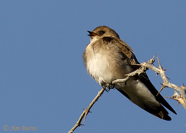 Northern Rough-winged Swallow calling--9718