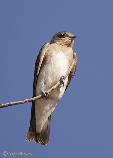 Northern Rough-winged Swallow juvenile showing gape mark behind beak--7027