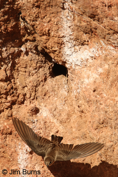 Northern Rough-winged Swallow exiting nest cavity