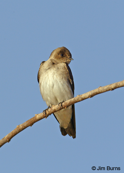Northern Rough-winged Swallow ventral