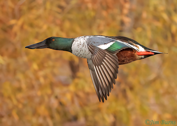 Northern Shoveler male molting into breeding plumage--5334