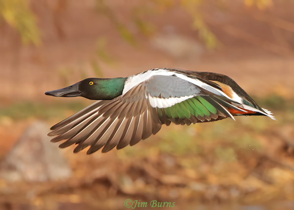 Northern Shoveler male in flight--5379