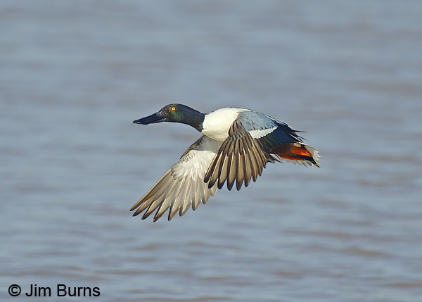Northern Shoveler--male in flight showing blue forewing patch