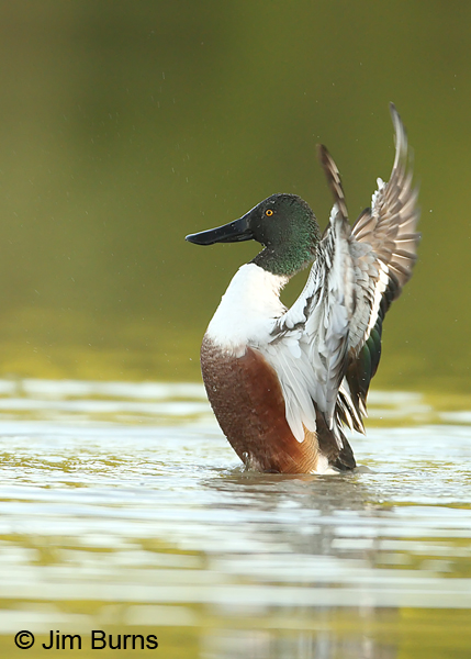 Northern Shoveler - the conductor.