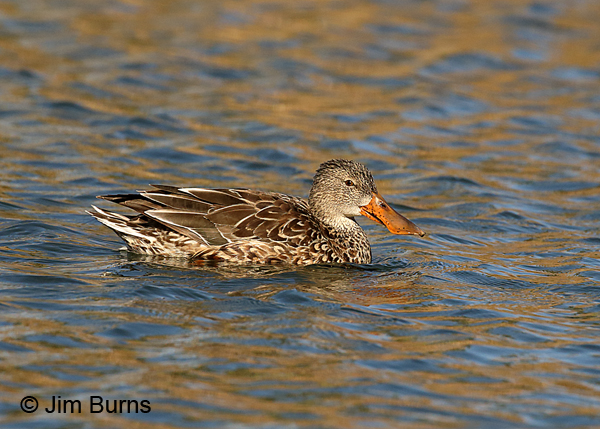 Northern Shoveler female in the water